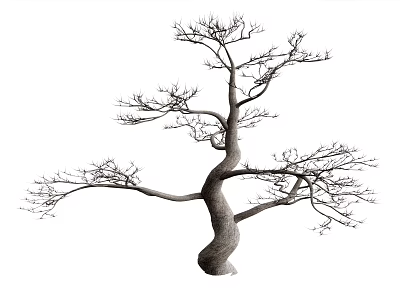 Leafless Tree With Curved Trunk And Slender Branches Isolated On White Background 3d model