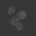 Tropical Plant With Green Divided Leaves Upright Stems And Shadow On White Backdrop