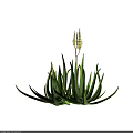 Aloe Vera Plant With Long Green Leaves And Yellow Flower Spikes On Black Background
