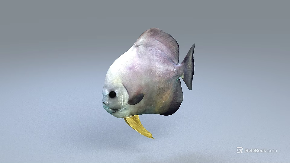 Silver White Aquatic Fish With Yellow Belly Swimming In Blue Water 3d model 
