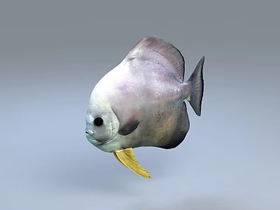 Silver White Aquatic Fish With Yellow Belly Swimming In Blue Water 3d model