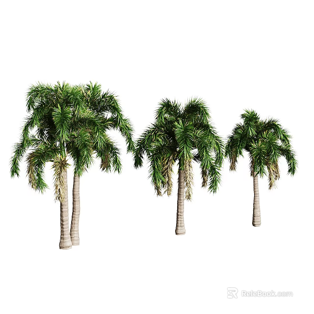 Three Palm Trees With Green Fronds And Trunks On White Background 3d model