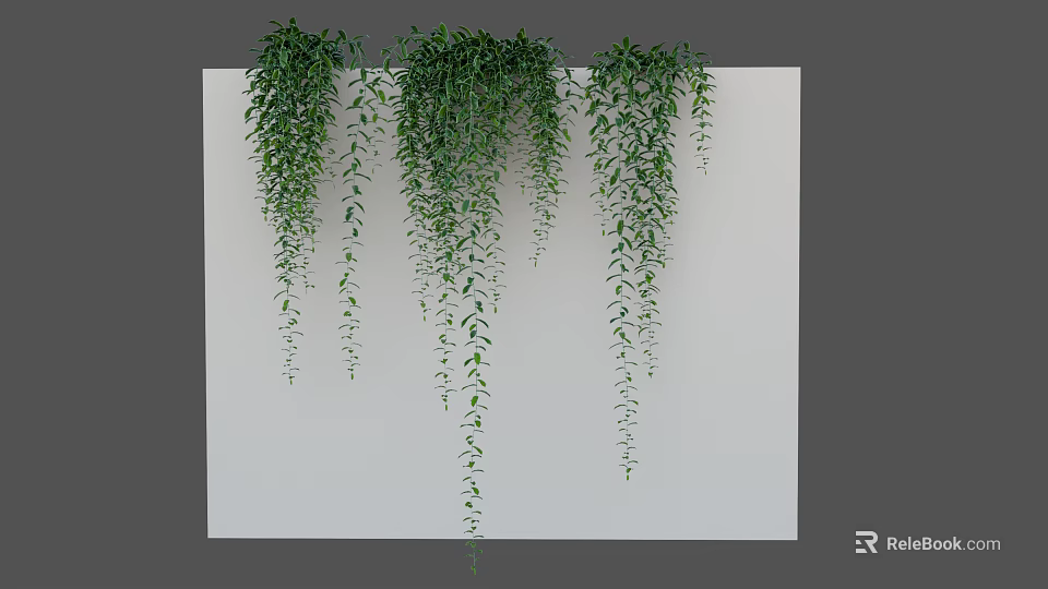 Green Decorative Trailing Vines Hanging Down Against White Wall Background 3d model 