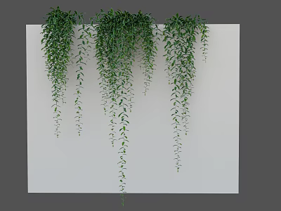 Green Decorative Trailing Vines Hanging Down Against White Wall Background 3d model
