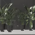 Lush Bonsai Potted Plants In Black Pots With Large Leaves Ferns And Dark Wall Background