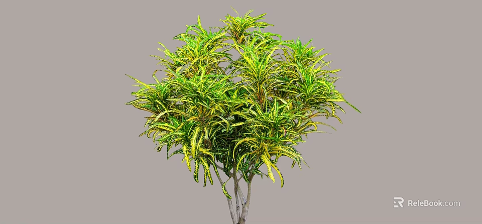 Variegated Shrub with Green and Yellow Leaves Lush Foliage for Outdoor Garden Landscaping 3d model 