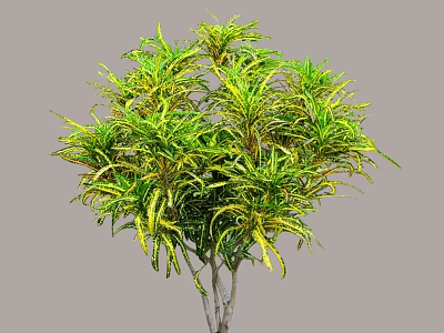 Variegated Shrub with Green and Yellow Leaves Lush Foliage for Outdoor Garden Landscaping 3d model