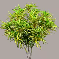 Variegated Shrub with Green and Yellow Leaves Lush Foliage for Outdoor Garden Landscaping