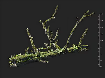 Natural Moss Covered Branches on Black Background with Ruler Measurement 3d model