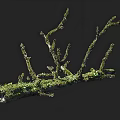 Natural Moss Covered Branches on Black Background with Ruler Measurement