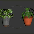 Indoor Green Plants With Different Leaf Patterns In Gray Pot Gold Stand And Red Pot
