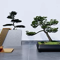 Pine Bonsai Trees In Black Rectangular Pot And Gray Square Base With Golden Strip Decor 3d model