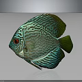 Discus Fish with Turquoise Stripes and Red Eyes on Gray Background with Reflection 3d model