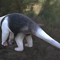 Black And White Reptile Extending Tongue On Grass Field With Trees Background
