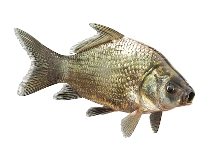 Silver Freshwater Fish With Natural Scales Detailed Fins And Streamlined Body 3d model