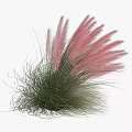 Ornamental Clumping Shrub With Pink Feathery Plumes And Green Foliage For Garden Landscaping
