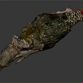 Prehistoric Flying Bird 3D Model with Standing Posture Detailed Feathers and Large Beak on Dark Background