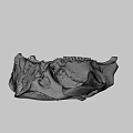 Ancient Skull Specimen Studied In Australian National University Digital Humanities Research
