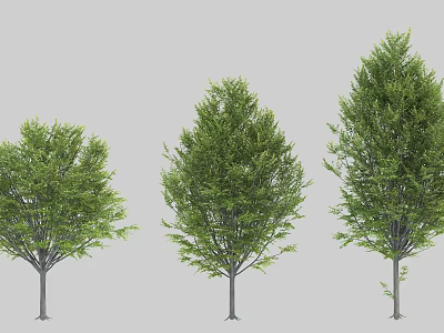 Three Arbor Trees With Lush Green Foliage For Outdoor Landscape Design 3d model