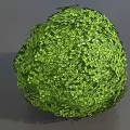 Spherical Green Bush With Lush Leafy Foliage In Round Shape Design