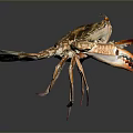 Colorful Spotted Crab With Patterned Shell And Large Claws As Aquatic Marine Creature