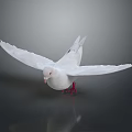 White Pigeon With Spread Wings And Red Feet On Dark Reflective Background