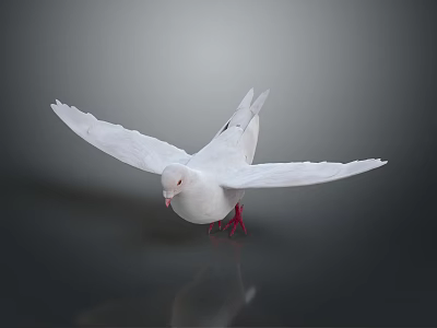 White Pigeon With Spread Wings And Red Feet On Dark Reflective Background 3d model