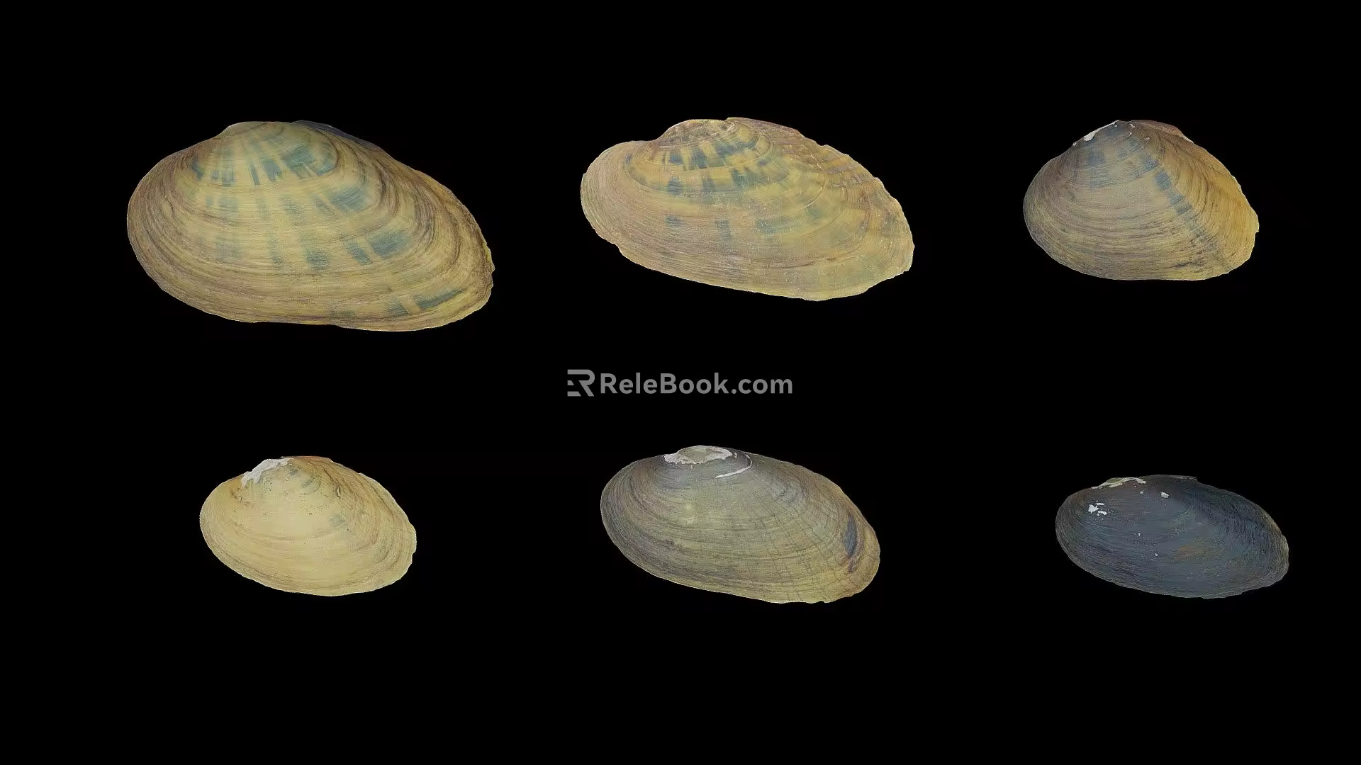 Modern Shell Clam Shell Scallop 3d model