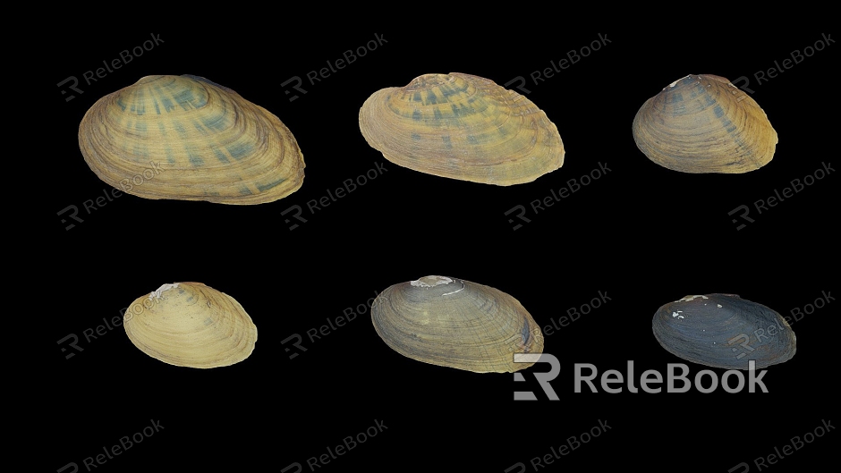 Modern Shell Clam Shell Scallop model