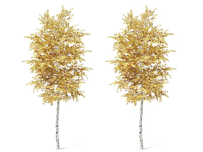 Two Golden Leaf Arbor With White Trunks And Lush Foliage Isolated White Background 3d model