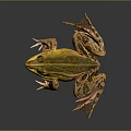 Yellow and Green Spotted Frog Standing on Black Surface With Reflection 3d model