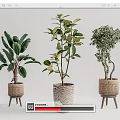 Indoor Bonsai Potted Plants with Woven Baskets Textured Pots on Small Wooden Stands