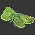Brown Butterfly With White Edged Wings Displaying Shiny Texture On Dark Background