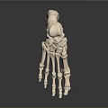 Medical Device Foot Bone Anatomical Model for Educational and Clinical Use