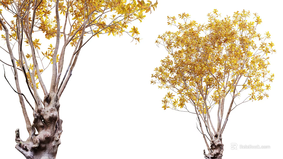 Tall Arbor With Vibrant Yellow Leaves Thick Trunk And Spreading Branches 3d model 