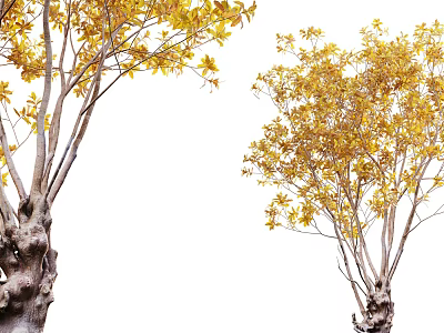 Tall Arbor With Vibrant Yellow Leaves Thick Trunk And Spreading Branches 3d model