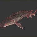 Sturgeon Aquatic Animal With Long Snout Bony Plates Silver Gray Color And Elongated Body