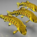 Three Vibrant Yellow Spotted Fish With Red And Black Stripes Swimming In Water