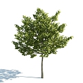 The Modern Tree 3d model