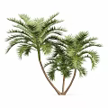 Towering Palm Trees With Lush Green Fronds And Slender Trunks In Outdoor Scene
