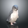 Little Penguin Gray and White Plumage Standing With Detailed Webbed Feet Against Dark Smooth Background
