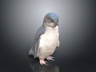 Little Penguin Gray and White Plumage Standing With Detailed Webbed Feet Against Dark Smooth Background 3d model