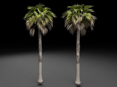 Two Tall Palm Trees With Green Leaves And Slender Trunks On Gray Background 3d model