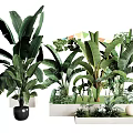 Green Potted Plants with Large Leaves in Black and White Planters for Indoor Decor