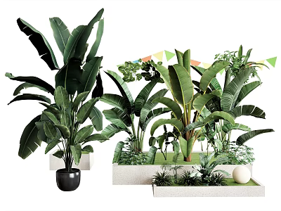 Green Potted Plants with Large Leaves in Black and White Planters for Indoor Decor 3d model