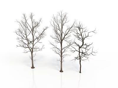 Three Leafless Trees With Bare Trunks And Branches On White Background 3d model