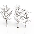 Three Leafless Trees With Bare Trunks And Branches On White Background