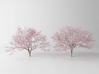 Two Beautiful Flowering Trees With Vibrant Pink Blossoms In Spring 3d model