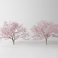 Two Beautiful Flowering Trees With Vibrant Pink Blossoms In Spring