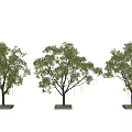 Three Arbor Trees With Lush Green Foliage Sturdy Trunks And Square Bases 3d model